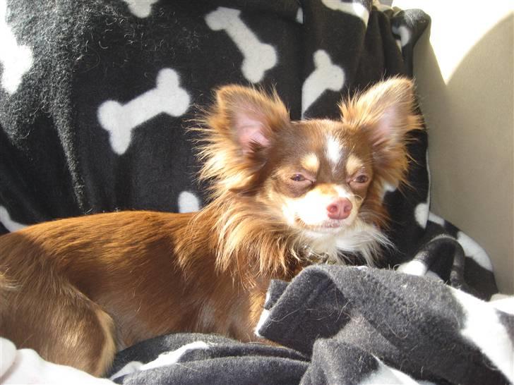 Chihuahua Felix <3 billede 7