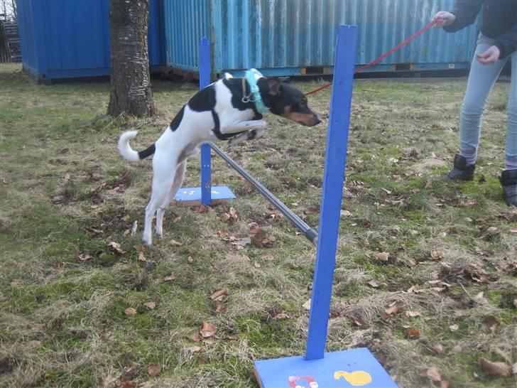 Blanding af racer Fimbe (Mormor's) - (17)   Jeg er Marianne og Amalies nye spring ponny:p billede 17