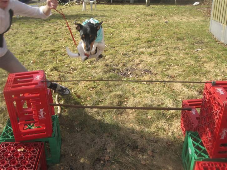 Blanding af racer Fimbe (Mormor's) - (19)    Jeg er lige så stor som en bold:p billede 19