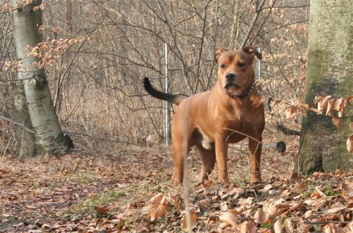 Staffordshire bull terrier Miloševic    (Milo) - Forår i skoven billede 15