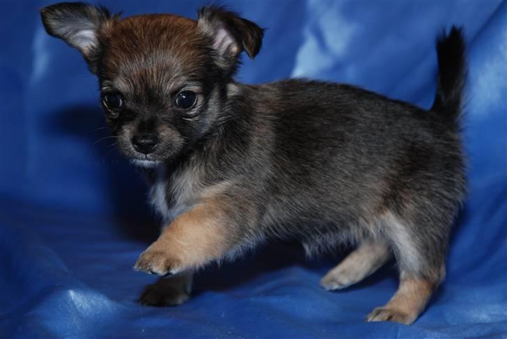 Chihuahua Lerche`s Miss Pepsi( udstationeret) - 6 uger billede 9