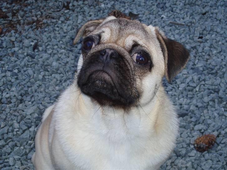 Mops Momsen billede 1