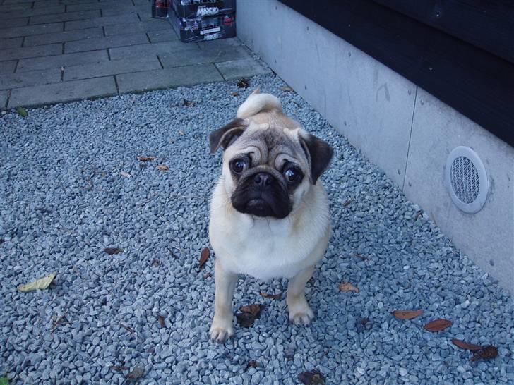 Mops Momsen billede 2