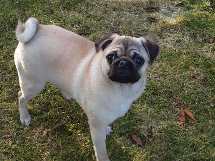 Mops Momsen billede 3