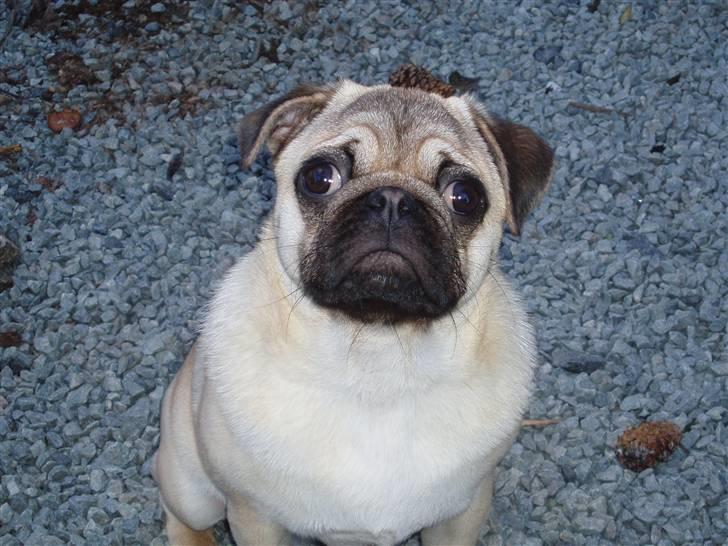 Mops Momsen billede 4