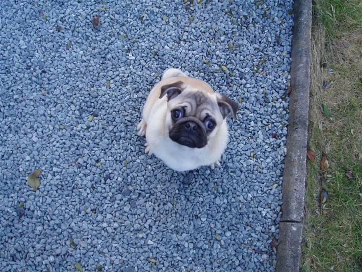 Mops Momsen billede 5