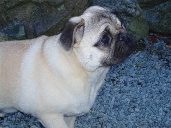 Mops Momsen billede 6