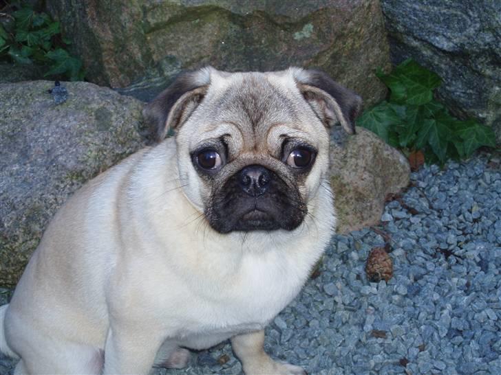 Mops Momsen billede 7