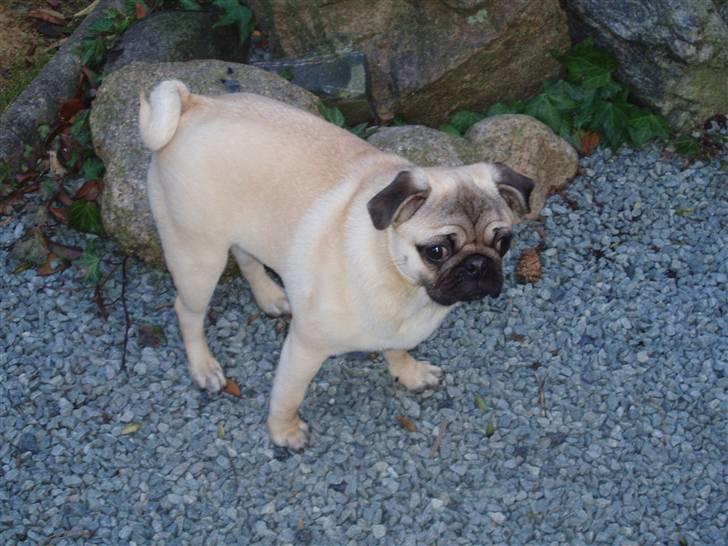 Mops Momsen billede 8