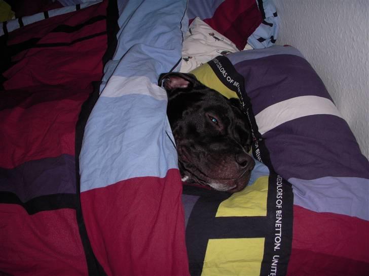 Blanding af racer kessler R.I.P. - se..... er jeg ikke sej i min nye vest.... billede 2