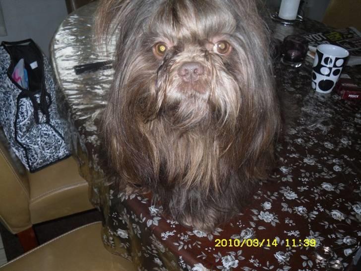 Shih tzu Ludwig. RIP ! billede 12