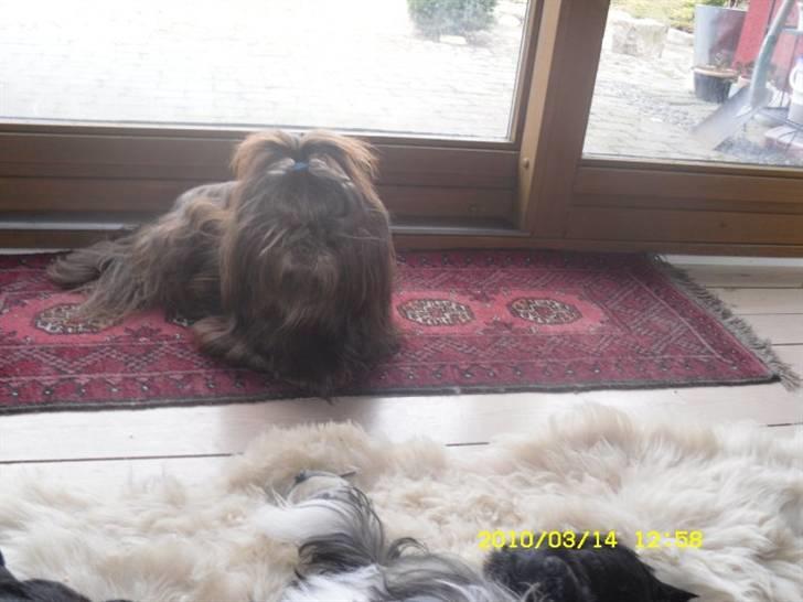 Shih tzu Ludwig. RIP ! billede 13