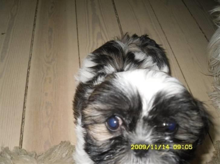Shih tzu Daisy.  billede 7