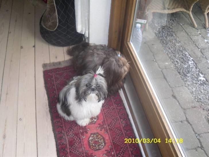 Shih tzu Daisy.  billede 8