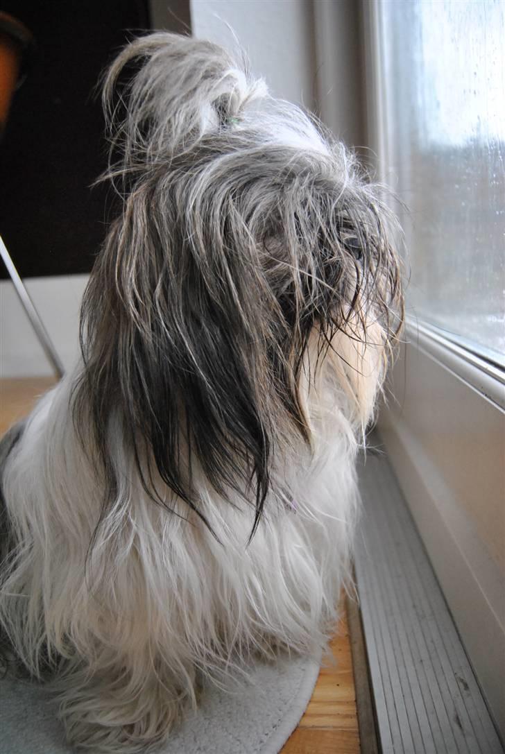 Shih tzu Daisy.  billede 9