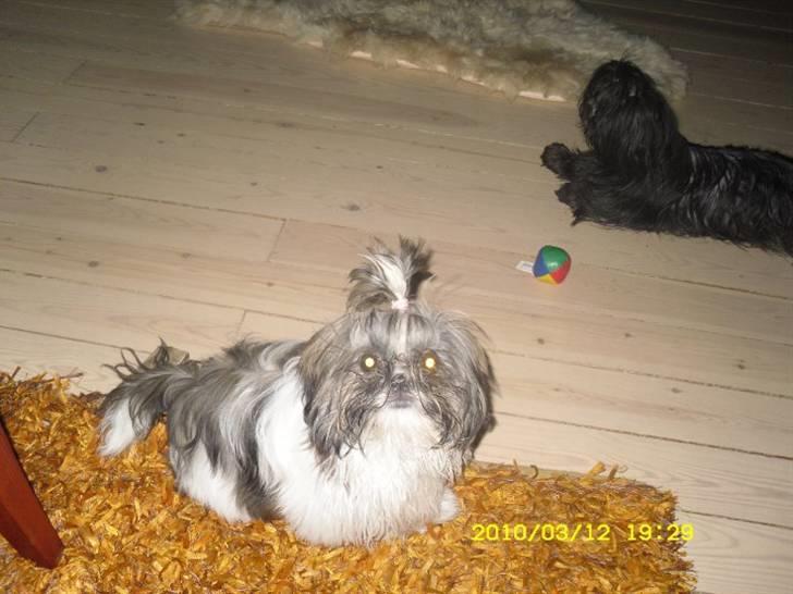 Shih tzu Daisy.  billede 10