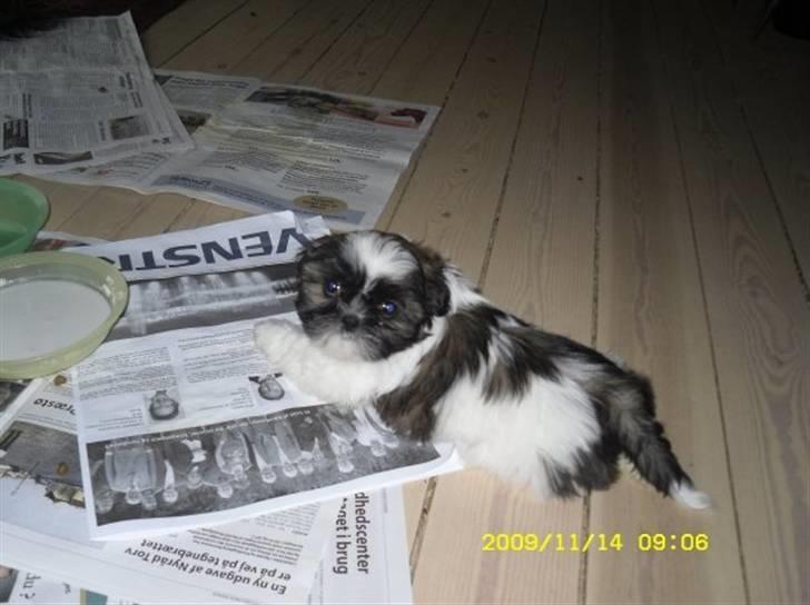 Shih tzu Daisy.  billede 11
