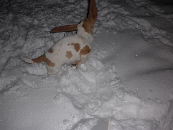 Basset hound Mille (himmelhund) - så smutter jeg for nu. vil i se flere billeder af mig bliver der løbende lavet album. billede 20