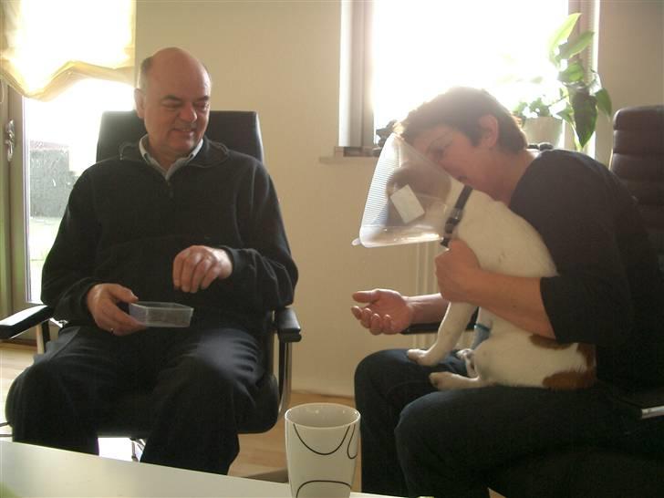 Jack russell terrier Milo - Forkælelse af mormor og morfar da han var skadet.  billede 11