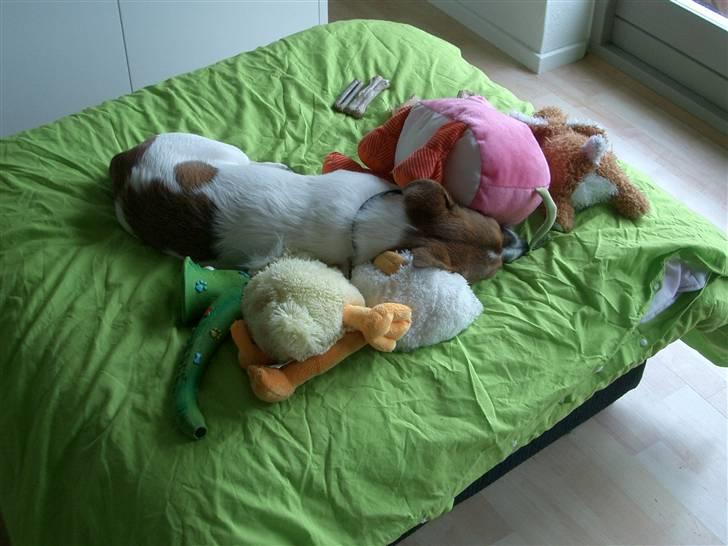 Jack russell terrier Milo - Milo sover blandt flokken lol billede 12