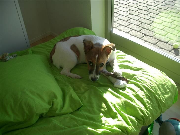 Jack russell terrier Milo - Trøstesnack efter der er lagt forbinding (fik han mange af den dag hehe) billede 13