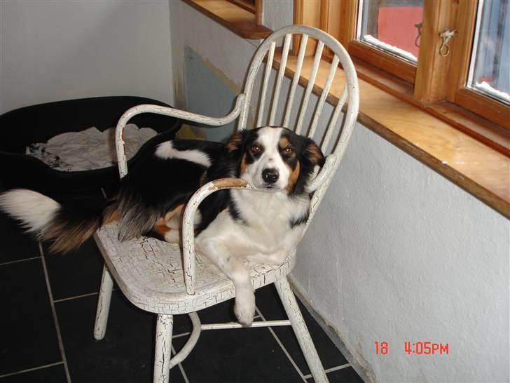 Border collie Tess - ynglings udkigsposten billede 10