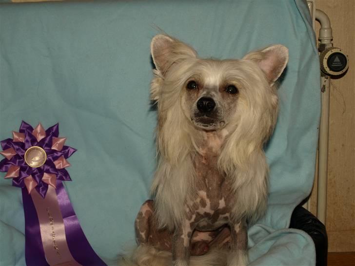 Chinese crested hårløs Dee-Dee - min mor siger at jeg skal have taget et billede når jeg nu lige har fået et cert. billede 15