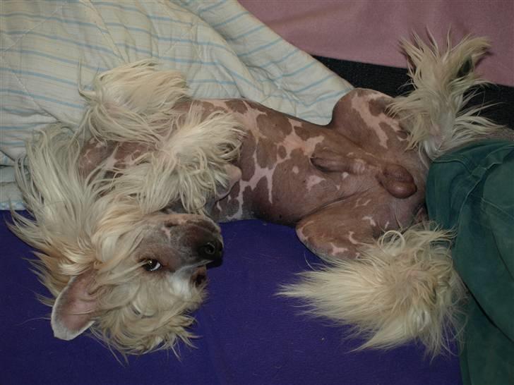 Chinese crested hårløs Dee-Dee - jeg er ihverfald ikke genert billede 16