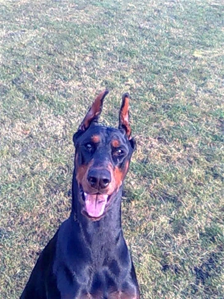 Dobermann Aishia - Det er så mig :D billede 5
