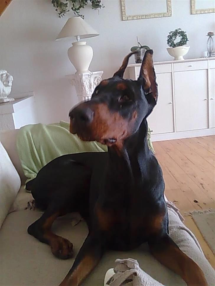 Dobermann Aishia - Hjemme i mors sofa.  billede 4