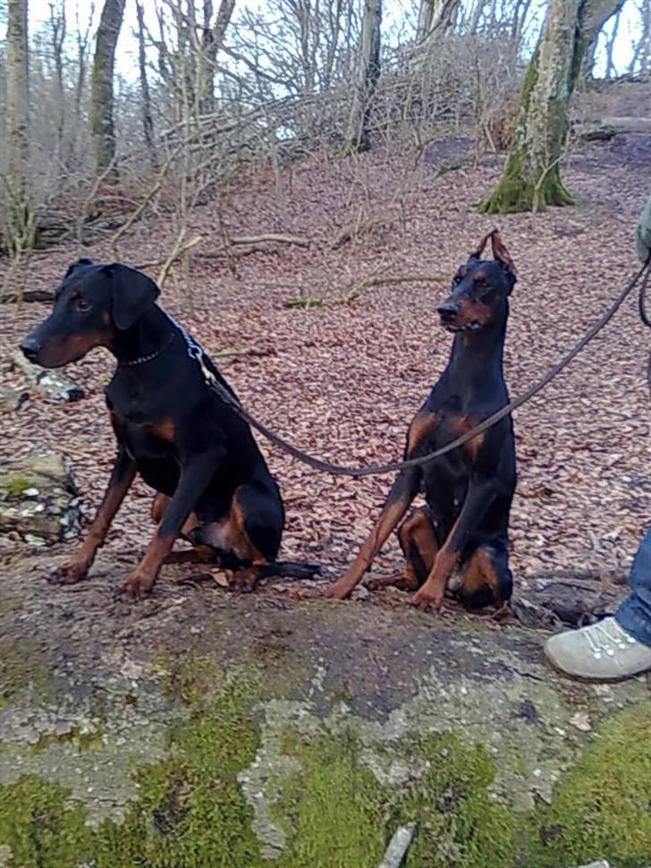 Dobermann Aishia - Mig og min bedste ven Ozzy  i skoven :D billede 14