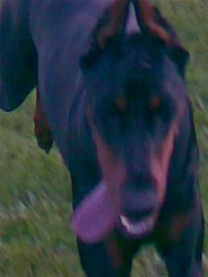 Dobermann Aishia - Fordi det bedste i verden er at jage mus og fugle  billede 7