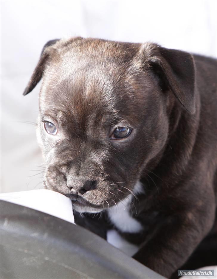 Staffordshire bull terrier Wenk Staffs Princess Coya - 6 uger og kun 10 dage til afhentning...BUM!!! billede 7