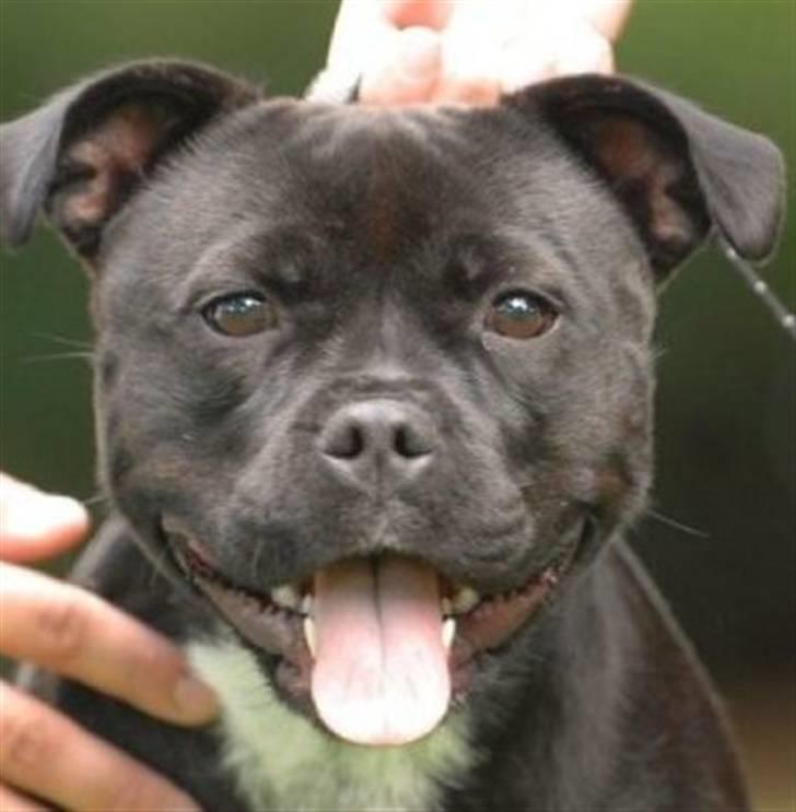 Staffordshire bull terrier AngelicStaff Magic Mollie billede 19