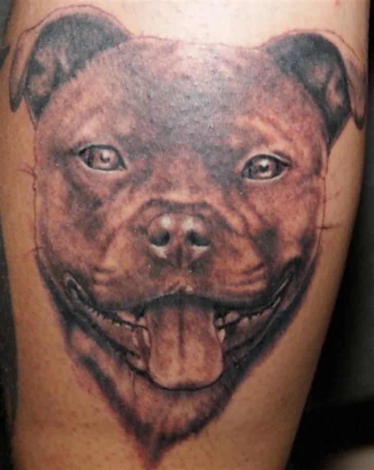 Staffordshire bull terrier AngelicStaff Magic Mollie billede 20