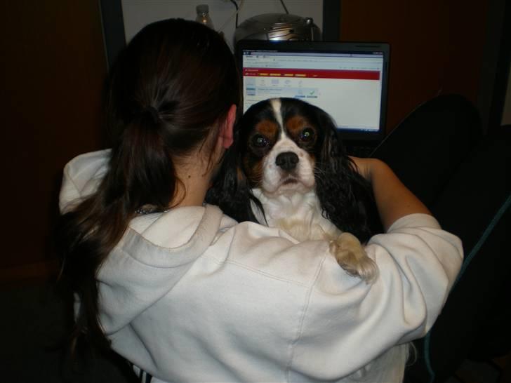 Cavalier king charles spaniel Mickey - Arj mor, ikke alle de billeder, vi sidder lige og hygger :) billede 1
