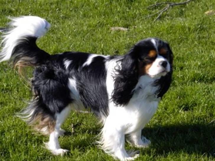 Cavalier king charles spaniel Mickey billede 2