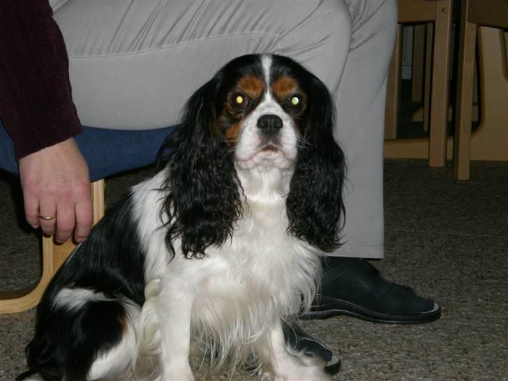 Cavalier king charles spaniel Mickey - Jeg er lige her ved din side, så længe du bare rører ved mig :P billede 3
