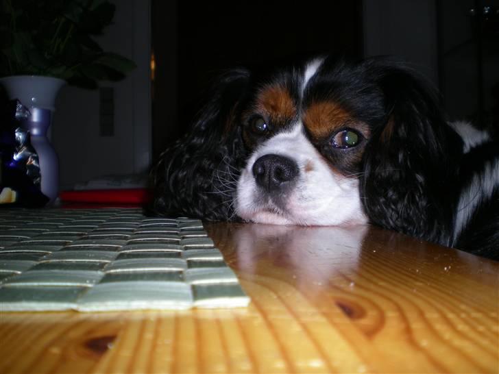 Cavalier king charles spaniel Mickey - Jeg kan da ikke gøre for mit hovede er så tungt ;-) billede 4