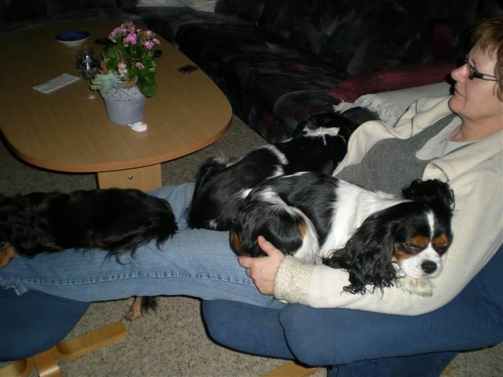 Cavalier king charles spaniel Mickey - Total råhygge :D billede 5