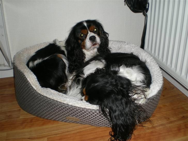 Cavalier king charles spaniel Mickey - Freja du fylder altså.. :) billede 6