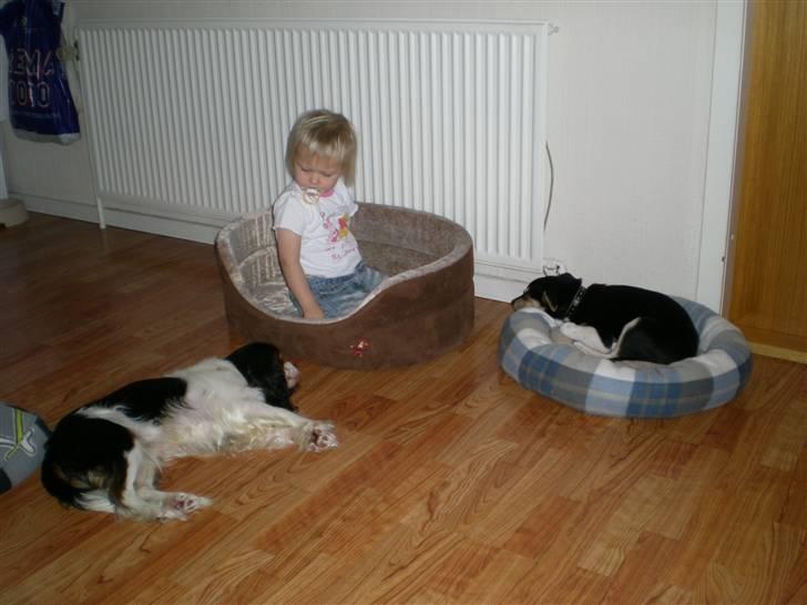 Cavalier king charles spaniel Mickey - så kan jeg da også bare ligge mig på gulvet når det hele er optaget :) billede 7