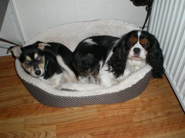 Cavalier king charles spaniel Mickey - Bare rolig Nishka, her er ingen fare.. jeg passer på dig ;-) billede 8