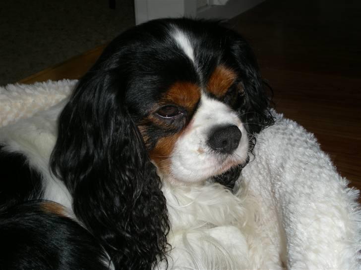 Cavalier king charles spaniel Mickey billede 9