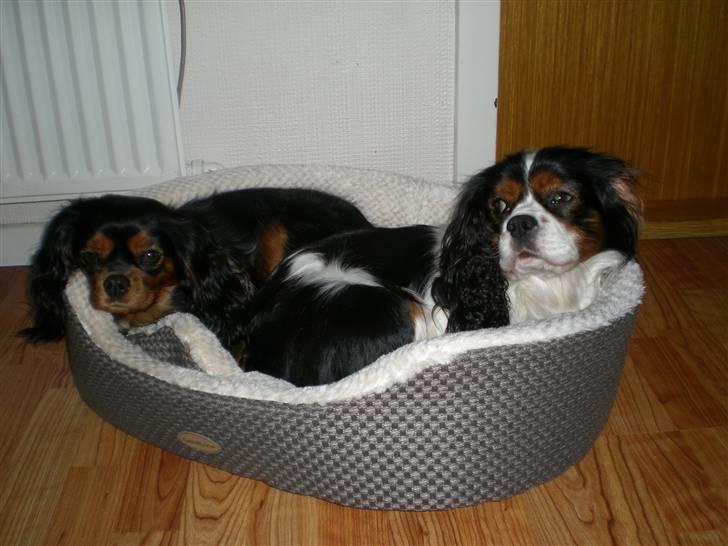 Cavalier king charles spaniel Mickey - Kan man da aldrig få en kurv for sig selv.. vi har altså en hver Stella ;-) billede 10