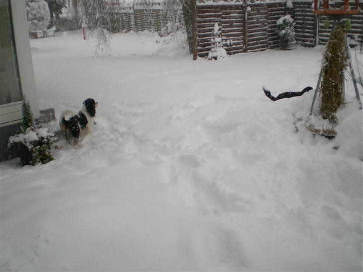 Cavalier king charles spaniel Mickey billede 11