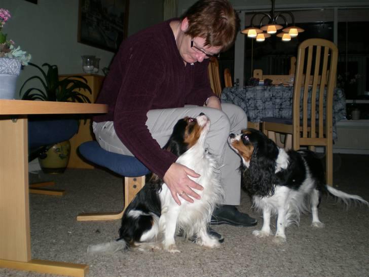 Cavalier king charles spaniel Mickey - snak nu med mig mor :P billede 12