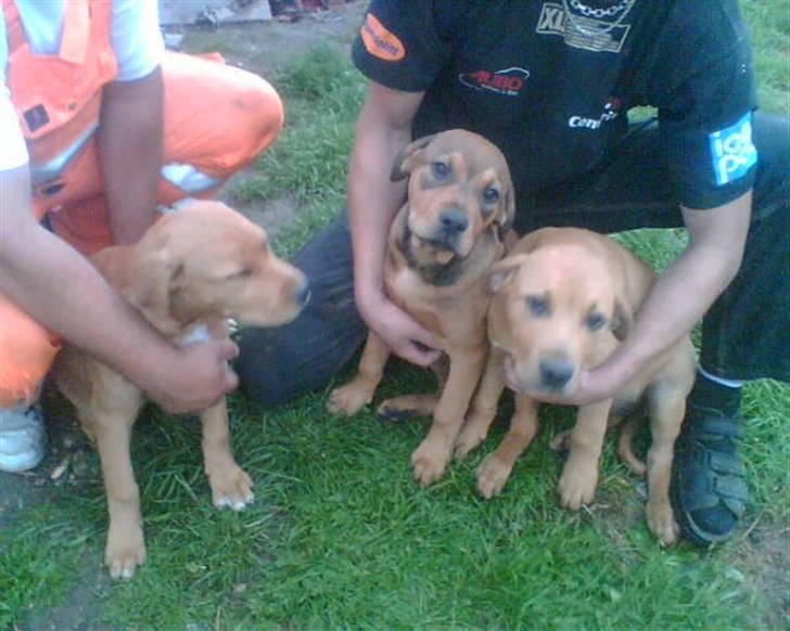 Blanding af racer R.I.P Soffi Pigen :( billede 11