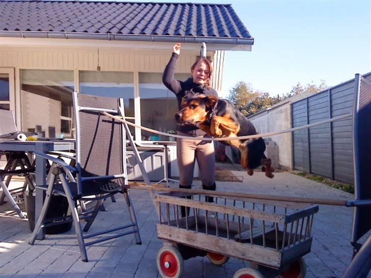 Blanding af racer Nala billede 14