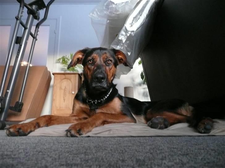 Blanding af racer Nala billede 15